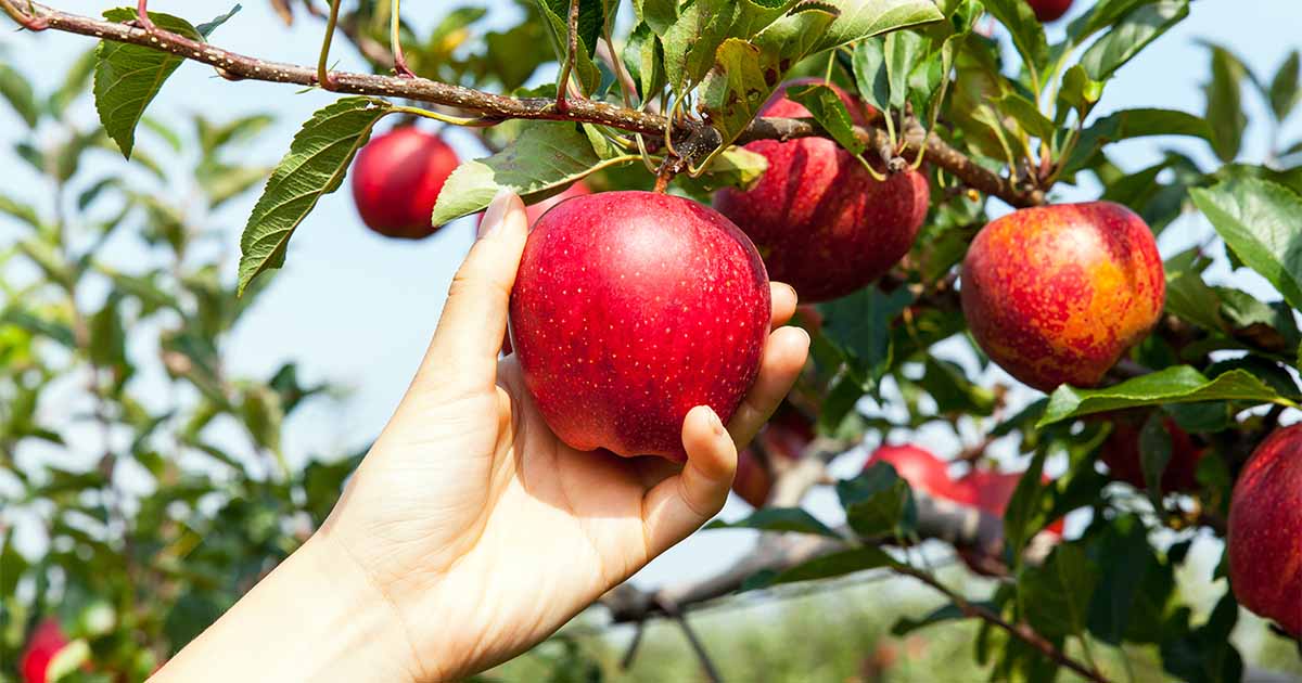 Harvesting The Apples