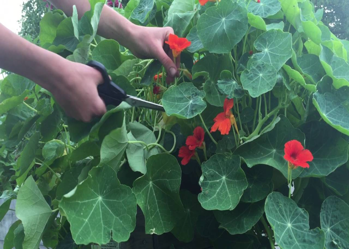 Harvesting and Using Nasturtium