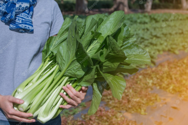 Harvesting the Celery (1)