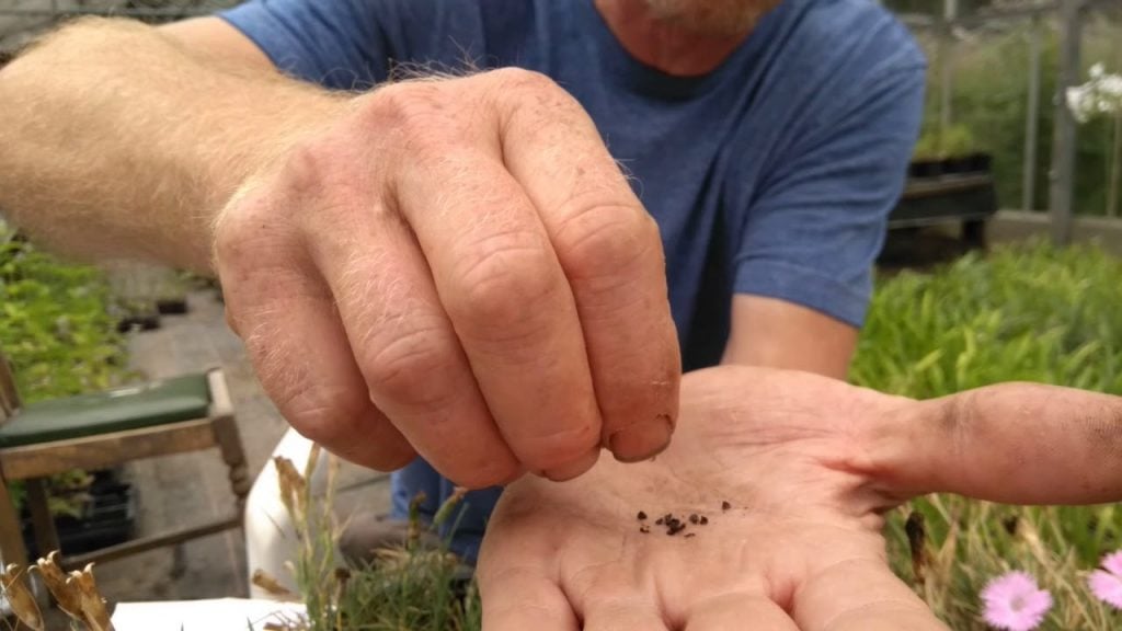 Harvesting the Dianthus Seeds