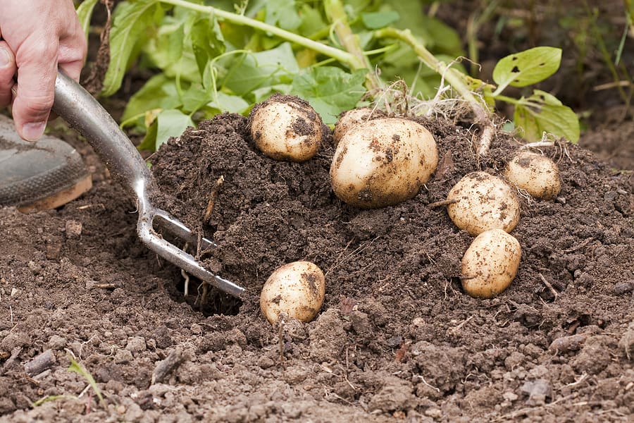 Harvesting the Potatoes