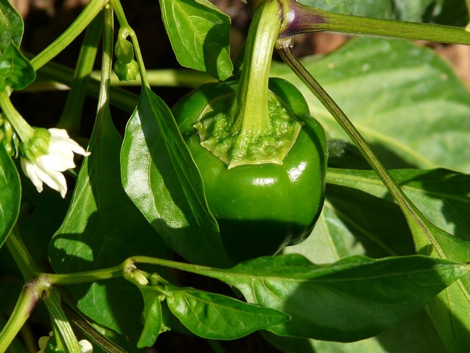 Harvesting the Sweet Bell Pepper