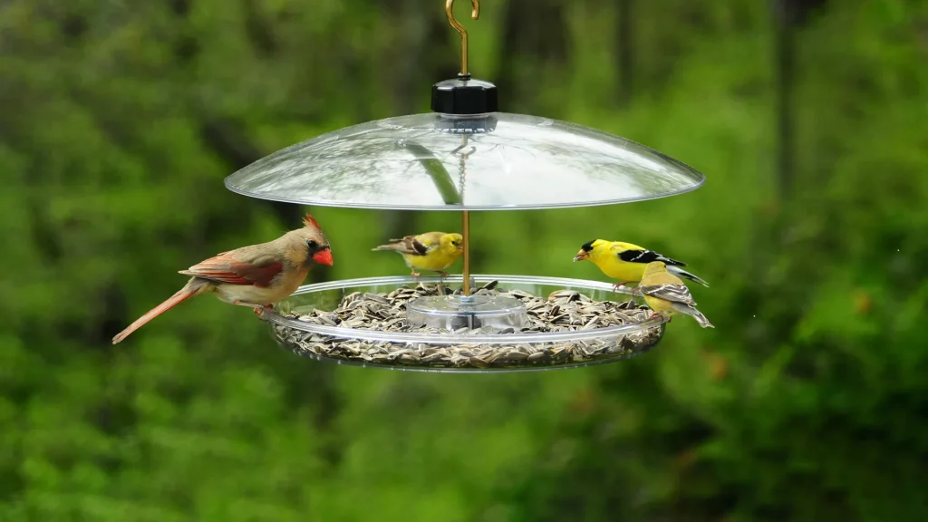 Have Feeders in Your Wildlife Garden.jpg