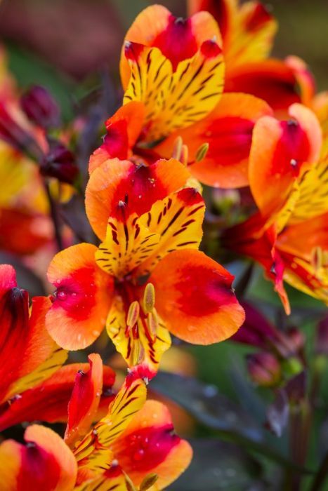 Have a Look at The Pretty Indian Summer Flowers