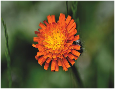 Hawkweed