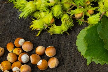 Hazelnut Tree Plant Care & Growing Tips
