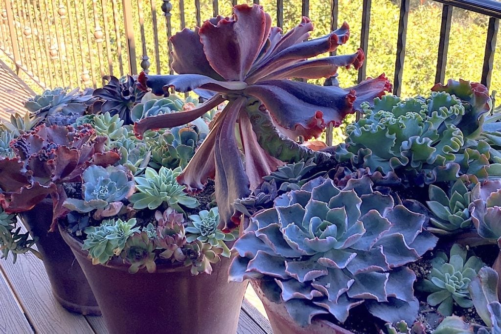 Health Benefits of Succulents Including Echeveria