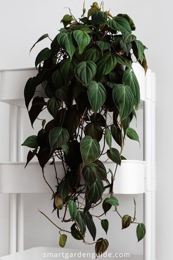 Heartleaf Philodendron