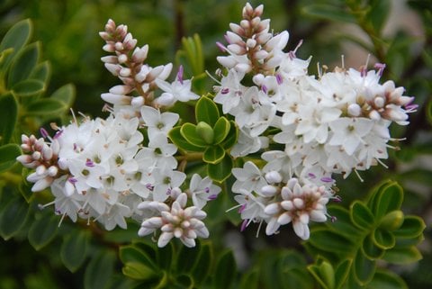 Hebe Buxifolia ‘Nana’