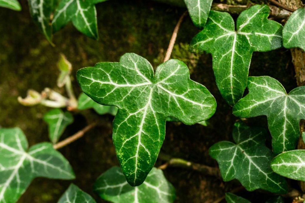 Hedera Helix