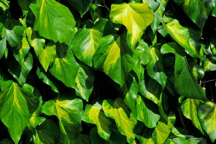 Hedera colchica