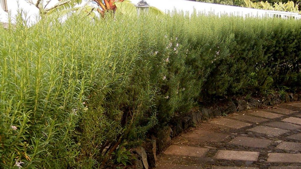 Hedges as Herb Garden