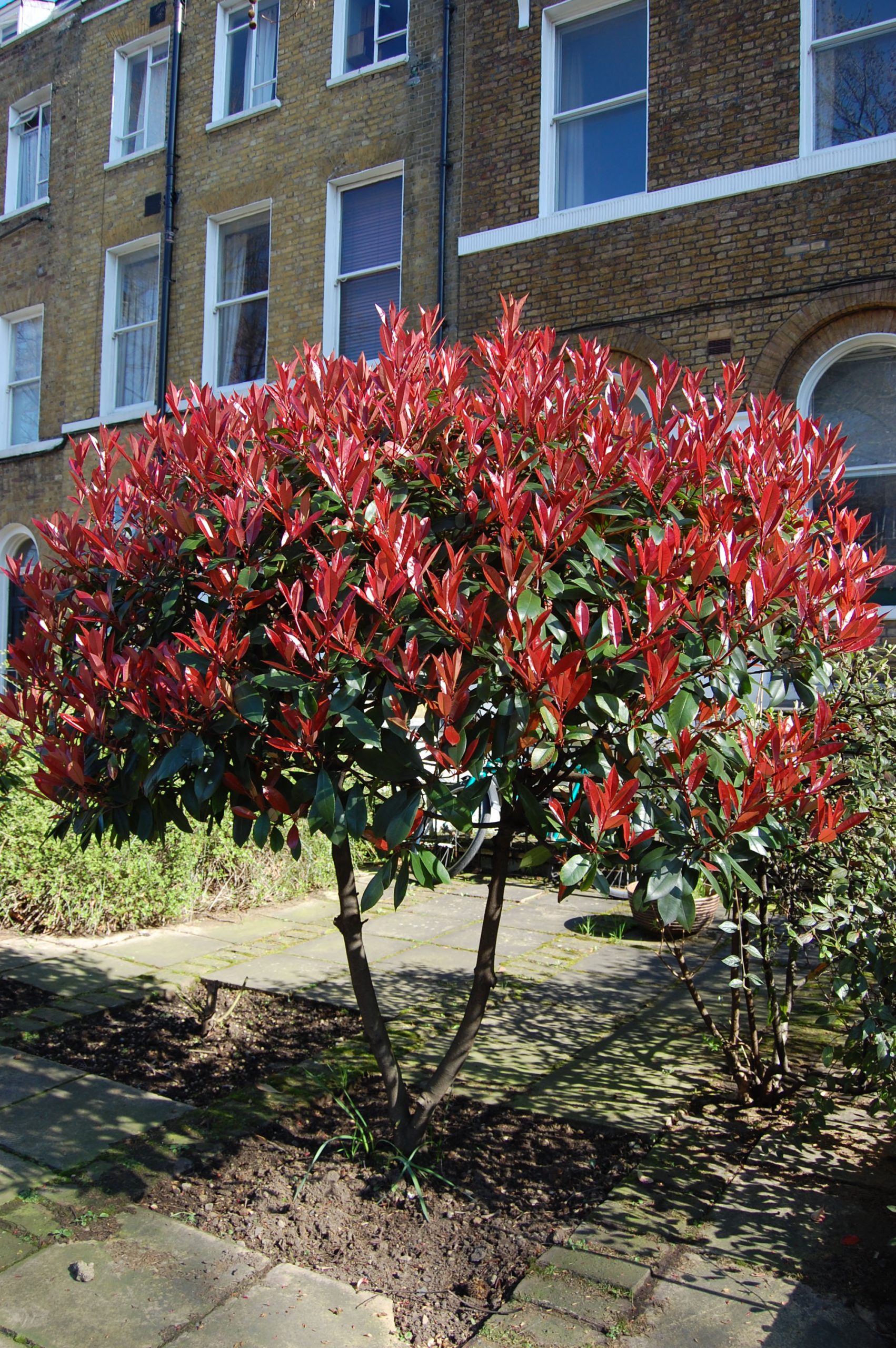 Height and Spread of Photinia Red Robin