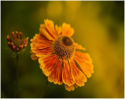 Helenium