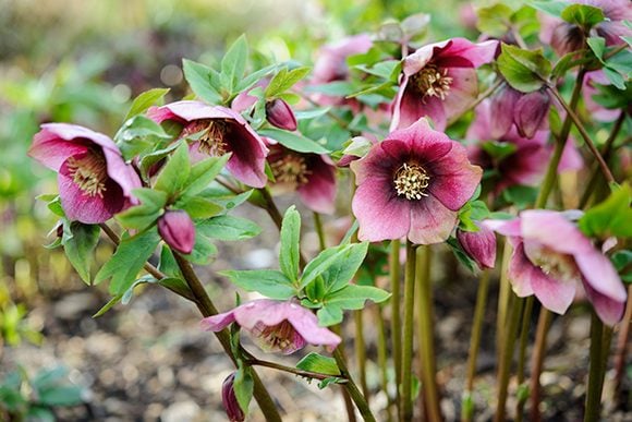 Hellebore