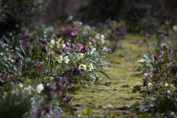 Hellebore Pruning Tips.