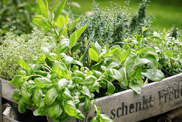 Herb Garden Ideas