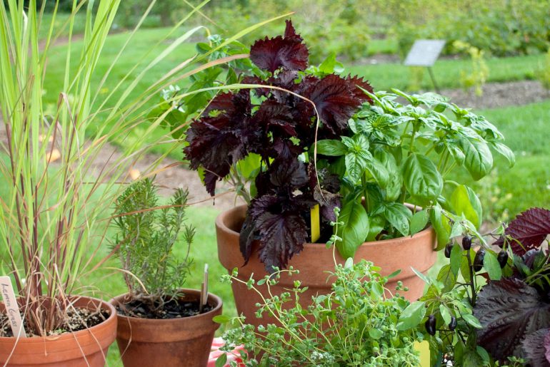 Herbs That Can Be Planted & Grow Well Together