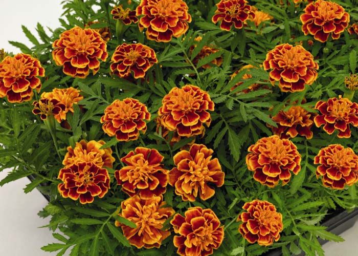 Hero Orange Marigold