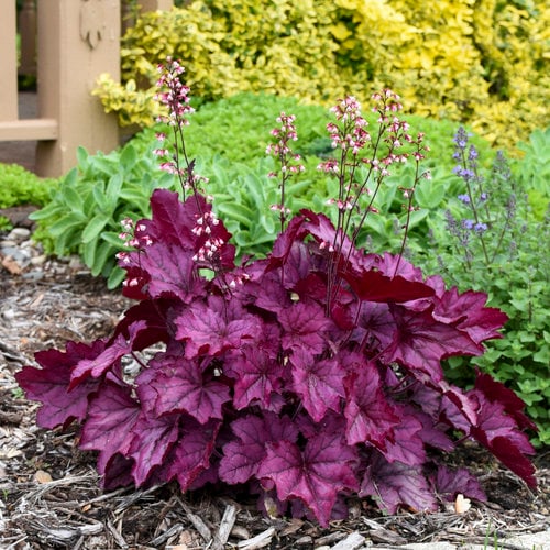 Heuchera (Coral Bells)