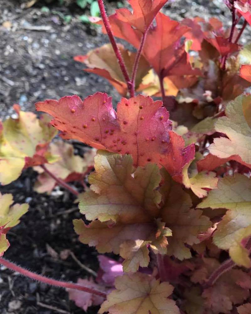 Heuchera Rust