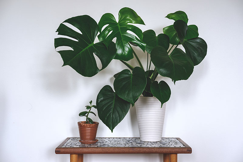 History and Symbolism of Monstera 'Swiss Cheese Plant'