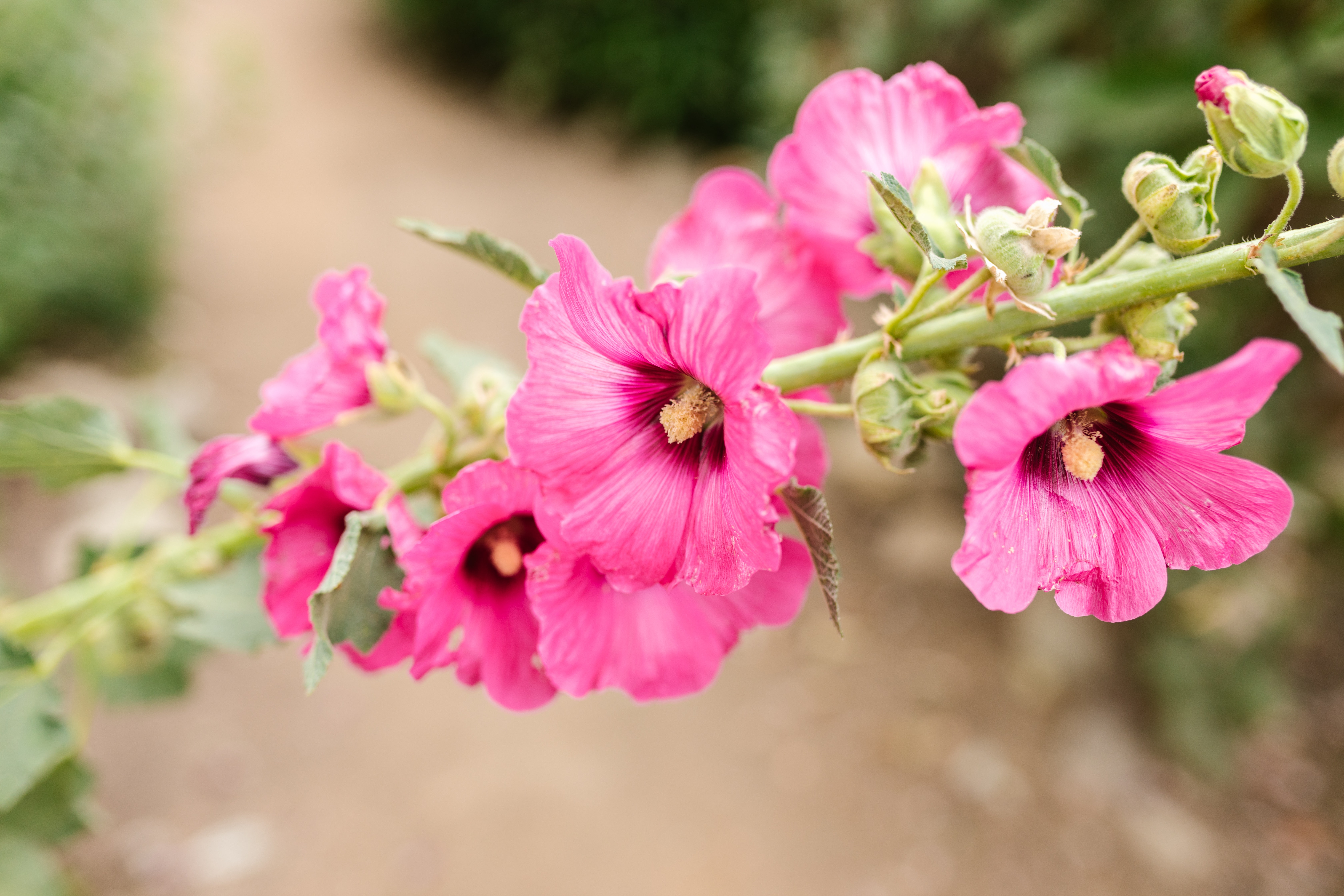 Hollyhock Plant Care & Growing Tips