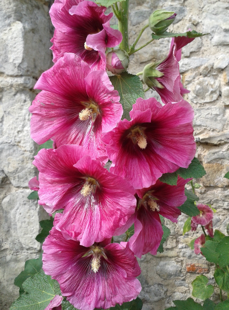 Hollyhock.