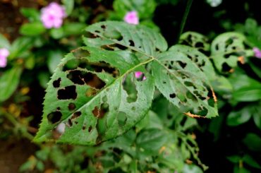 Home Remedy for Holes in Rose Leaves