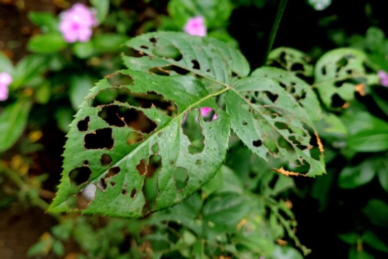 Home Remedy for Holes in Rose Leaves