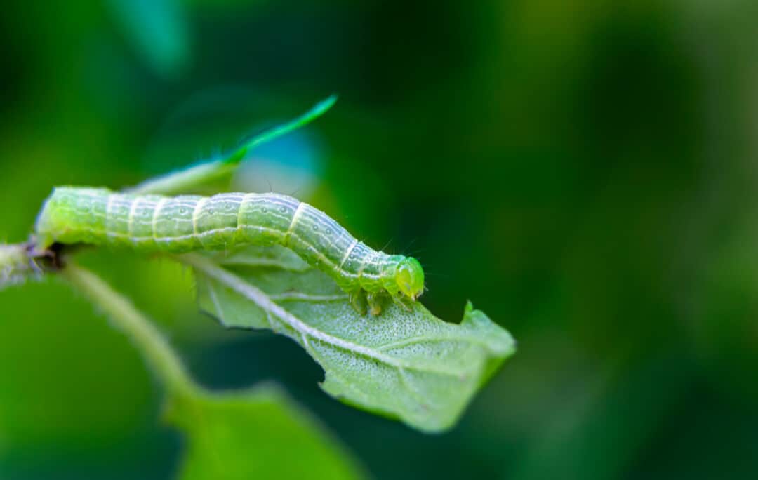 Homemade Caterpillar Deterrent