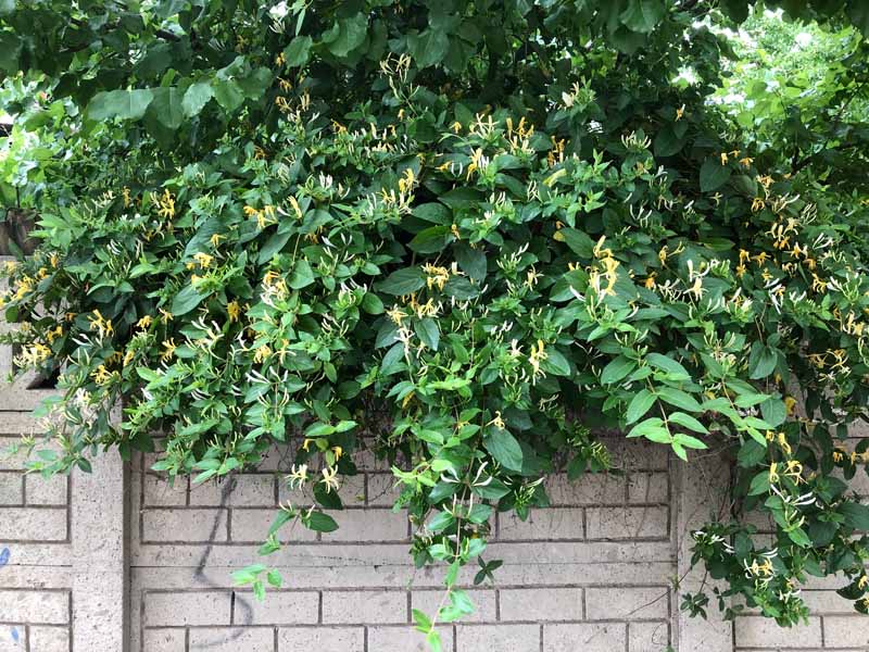 Honeysuckle