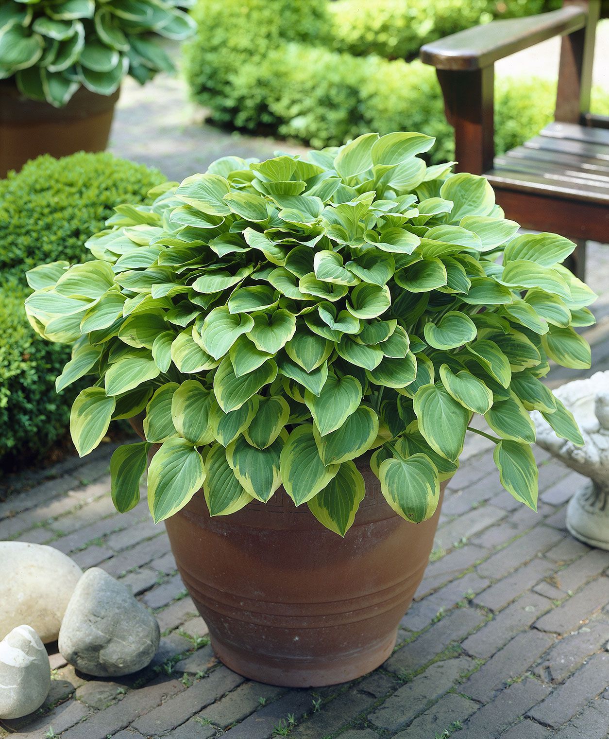 Hostas