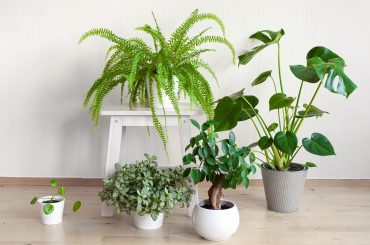 Houseplants That Thrive In Direct Sunlight