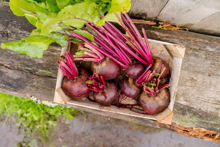 How (And When) To Harvest Beetroot