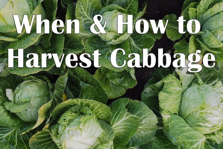 How And When To Harvest Cabbage