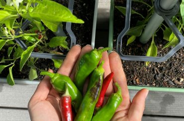 How (And When) To Harvest Chillies