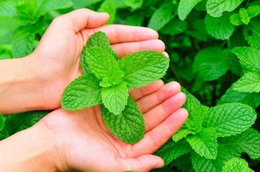 How (And When) To Harvest Mint