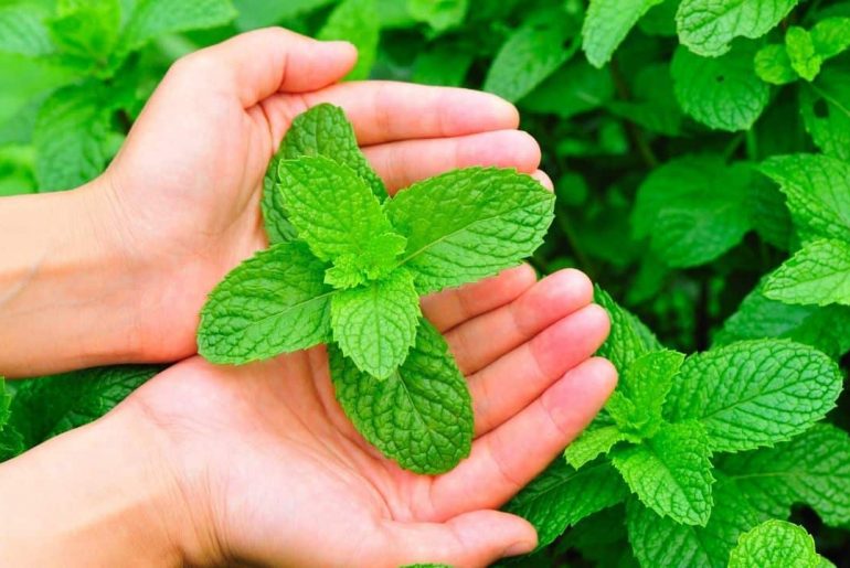 How (And When) To Harvest Mint