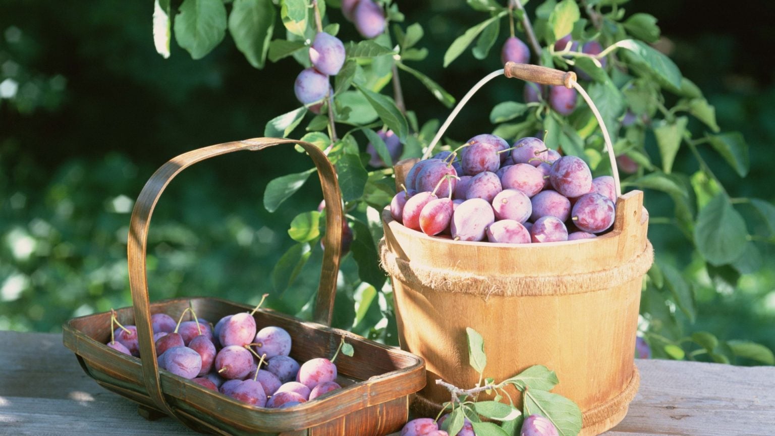 A Beginner's Guide to Growing and Caring for Plum Trees The Arches