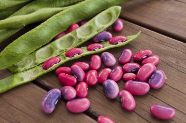How And When To Harvest Runner Beans