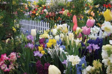 How And When To Plant Bulbs