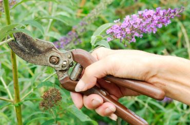How (And When) To Prune Buddleja For Beautiful Blooms