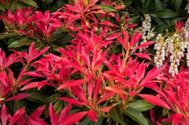 How (And When) To Prune & Cut Back Pieris
