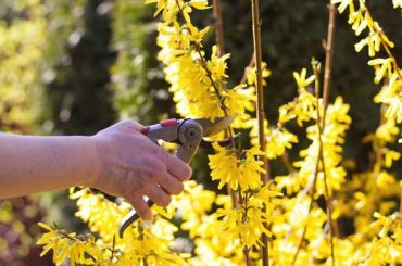 How And When To Prune Forsythia