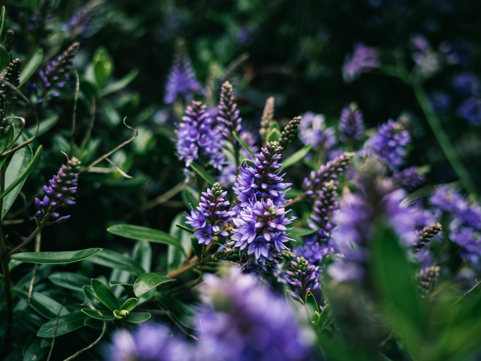 How to Prune Your Hebe Plant for Optimal Growth and Maintenance The