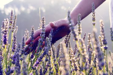 How (And When) To Prune Lavender