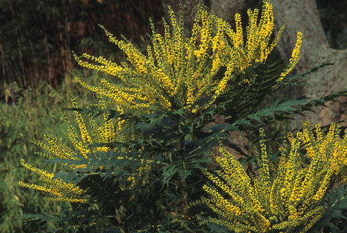 How (And When) To Prune Mahonia - Horticulture Magazine