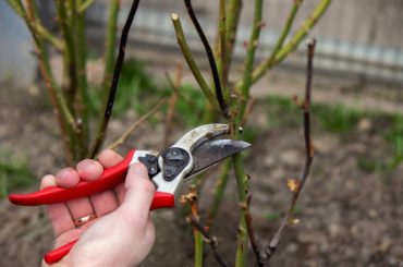 How (And When) To Prune Pear Trees