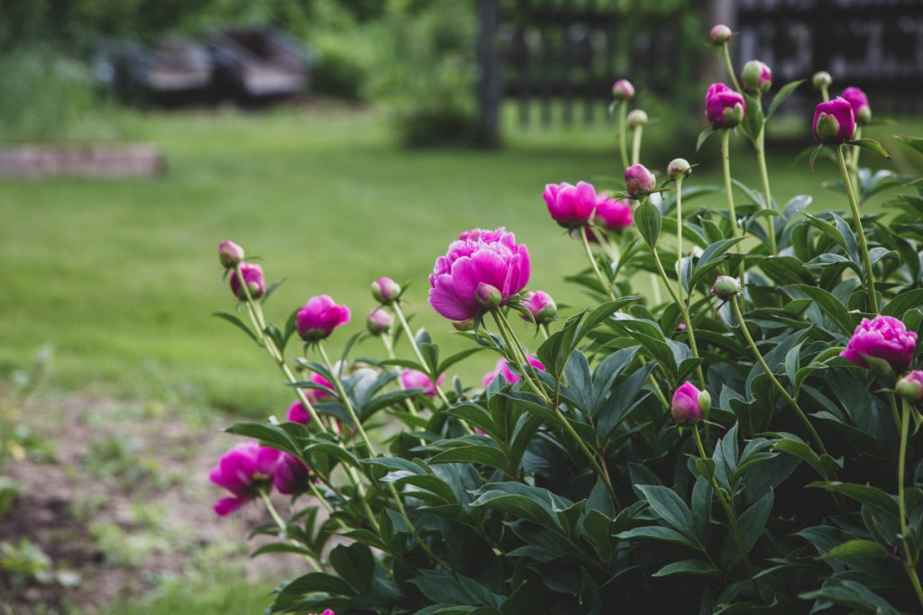 When and How To Prune Peonies The Right Way! The Arches